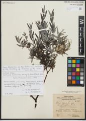 Foto von Salix repens subsp. rosmarinifolia (L.) Andersson